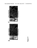 LARGE SCALE GENERATION OF FUNCTIONAL MEGAKARYOCYTES AND PLATELETS FROM     HUMAN EMBRYONIC STEM CELLS UNDER STROMAL-FREE CONDITIONS diagram and image