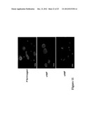 LARGE SCALE GENERATION OF FUNCTIONAL MEGAKARYOCYTES AND PLATELETS FROM     HUMAN EMBRYONIC STEM CELLS UNDER STROMAL-FREE CONDITIONS diagram and image