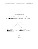 Alternative Splicing Constructs and Methods of Use diagram and image