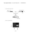 Alternative Splicing Constructs and Methods of Use diagram and image