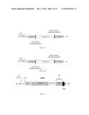 Alternative Splicing Constructs and Methods of Use diagram and image