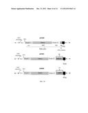 Alternative Splicing Constructs and Methods of Use diagram and image