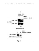 METHOD OF IDENTIFICATION OF CELLS THAT SHOW SENSITIVITY TO MODULATION OF     SIGNALING MEDIATED BY A FIBROBLAST GROWTH FACTOR RECEPTOR OR A VARIANT     THEREOF diagram and image