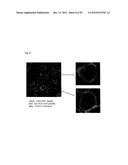 PEPTIDE INHIBITING DIFFERENTIATION OF HEMATOPOIETIC STEM CELLS OR     HEMATOPOIETIC PRECURSOR CELLS AND USE OF SAME diagram and image