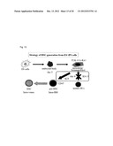 PEPTIDE INHIBITING DIFFERENTIATION OF HEMATOPOIETIC STEM CELLS OR     HEMATOPOIETIC PRECURSOR CELLS AND USE OF SAME diagram and image