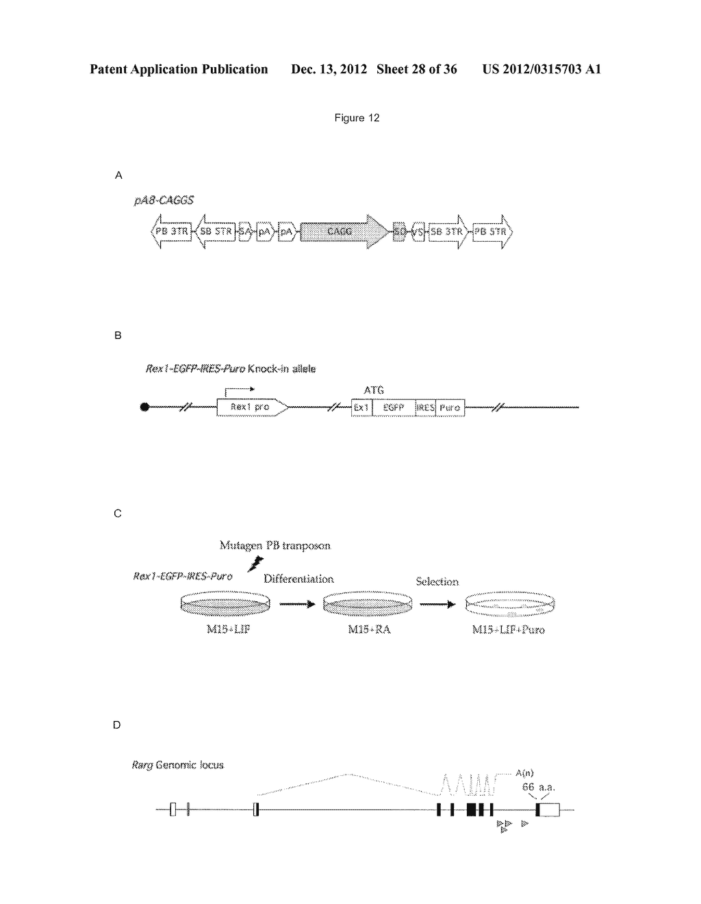 CELLS AND METHODS FOR OBTAINING THEM - diagram, schematic, and image 29