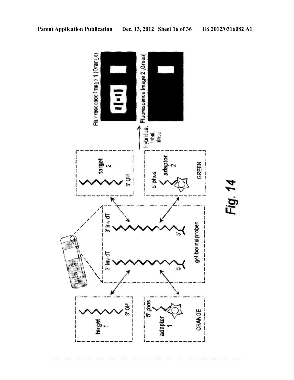 NUCLEIC ACID DETECTION AND QUANTIFICATION BY POST-HYBRIDIZATION LABELING     AND UNIVERSAL ENCODING - diagram, schematic, and image 17