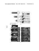 PEPTIDES FOR TARGETING APOPTOTIC CELLS AND USES THEREOF diagram and image