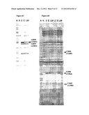 SYNERGISTIC ANTIBIOTIC COMBINATIONS AND DERIVATIVES diagram and image