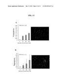 METHODS AND COMPOSITIONS FOR INHIBITING ANGIOGENESIS diagram and image