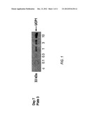 PPAR-SPARING THIAZOLIDINEDIONES AND COMBINATIONS FOR THE TREATMENT OF     OBESITY AND OTHER METABOLIC DISEASES diagram and image