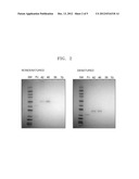 POLYPEPTIDE SPECIFICALLY BINDING TO VASCULAR ENDOTHELIAL GROWTH FACTOR,     FUSION PROTEIN INCLUDING POLYPEPTIDE, AND METHODS THEREFOR diagram and image