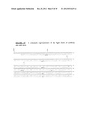 ANTIBODIES TO OX-2/CD200 AND USES THEREOF IN INHIBITING IMMUNE RESPONSES diagram and image