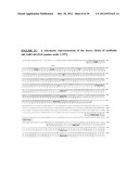 ANTIBODIES TO OX-2/CD200 AND USES THEREOF IN INHIBITING IMMUNE RESPONSES diagram and image