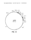 HEPATOCYTE GROWTH FACTOR RECEPTOR ANTAGONISTS AND USES THEREOF diagram and image