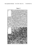 ANTI-HUMAN EPO RECEPTOR ANTIBODIES AND METHODS OF USE diagram and image