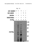 Composition Containing Inhibitors of the Expression or Activity of SH3RF2     for Preventing or Treating Cancer diagram and image