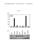 Composition Containing Inhibitors of the Expression or Activity of SH3RF2     for Preventing or Treating Cancer diagram and image