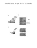 Composition Containing Inhibitors of the Expression or Activity of SH3RF2     for Preventing or Treating Cancer diagram and image