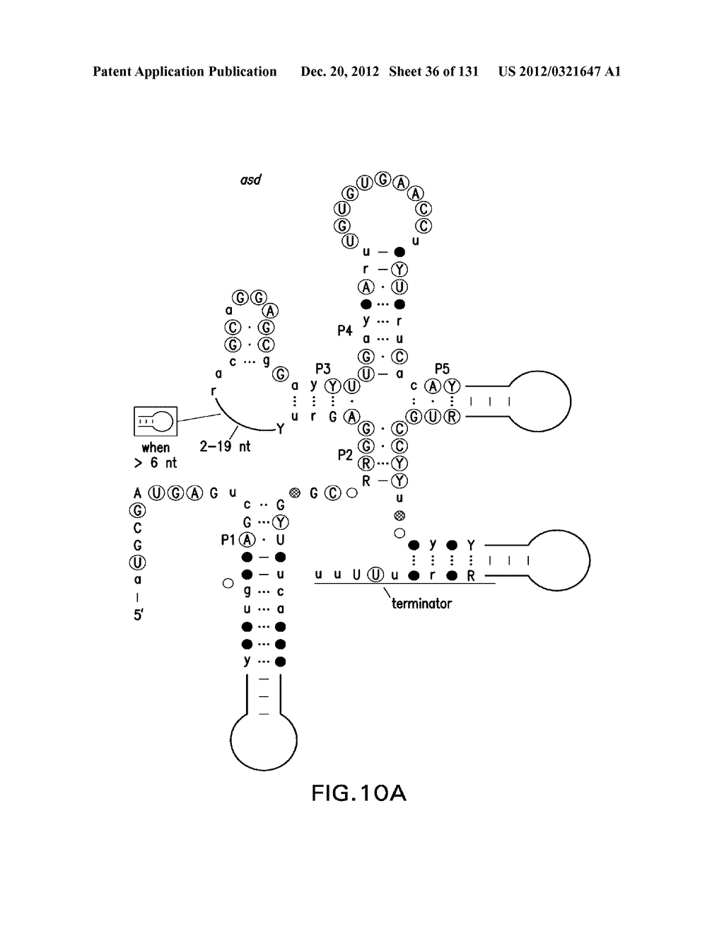 STRUCTURED RNA MOTIFS AND COMPOUNDS AND METHODS FOR THEIR USE - diagram, schematic, and image 37