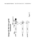 METHOD OF INDUCING THE PRODUCTION OF PROTECTIVE ANTI-HIV-1 ANTIBODIES diagram and image