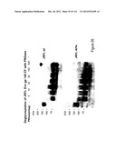 METHOD OF INDUCING THE PRODUCTION OF PROTECTIVE ANTI-HIV-1 ANTIBODIES diagram and image