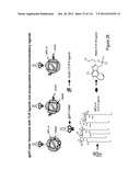 METHOD OF INDUCING THE PRODUCTION OF PROTECTIVE ANTI-HIV-1 ANTIBODIES diagram and image