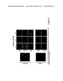 METHOD OF INDUCING THE PRODUCTION OF PROTECTIVE ANTI-HIV-1 ANTIBODIES diagram and image