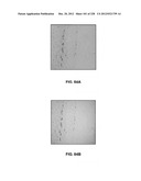 CHARACTERIZATION OF FOOD MATERIALS BY OPTOMAGNETIC FINGERPRINTING diagram and image