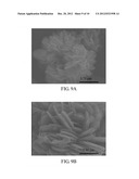 FERROUS PHOSPHATE (II) POWDERS, LITHIUM IRON PHOSPHATE POWDERS FOR LI-ION     BATTERY, AND METHODS FOR MANUFACTURING THE SAME diagram and image