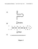 METHODS FOR QUANTIFYING MICRORNA PRECURSORS diagram and image