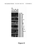 METHODS FOR QUANTIFYING MICRORNA PRECURSORS diagram and image