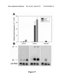 METHODS FOR QUANTIFYING MICRORNA PRECURSORS diagram and image