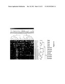 METHODS FOR QUANTIFYING MICRORNA PRECURSORS diagram and image