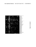 METHODS FOR QUANTIFYING MICRORNA PRECURSORS diagram and image