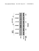 Diagnositic Methods of Tumor Susceptibility With Nucleotide Polymorphisms     Inside MicroRNA Target Sites diagram and image