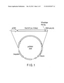 CELL, METHOD, AND ASSAY KIT FOR MEASURING LEVEL OF ARYL HYDROCARBON     RECEPTOR TRANSCRIPTIONAL ACTIVATION diagram and image