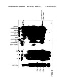 CELL, METHOD, AND ASSAY KIT FOR MEASURING LEVEL OF ARYL HYDROCARBON     RECEPTOR TRANSCRIPTIONAL ACTIVATION diagram and image