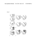 THERAPEUTIC AGENT FOR AUTOIMMUNE DISEASES OR ALLERGY, AND METHOD FOR     SCREENING FOR THE THERAPEUTIC AGENT diagram and image