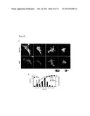 THERAPEUTIC AGENT FOR AUTOIMMUNE DISEASES OR ALLERGY, AND METHOD FOR     SCREENING FOR THE THERAPEUTIC AGENT diagram and image