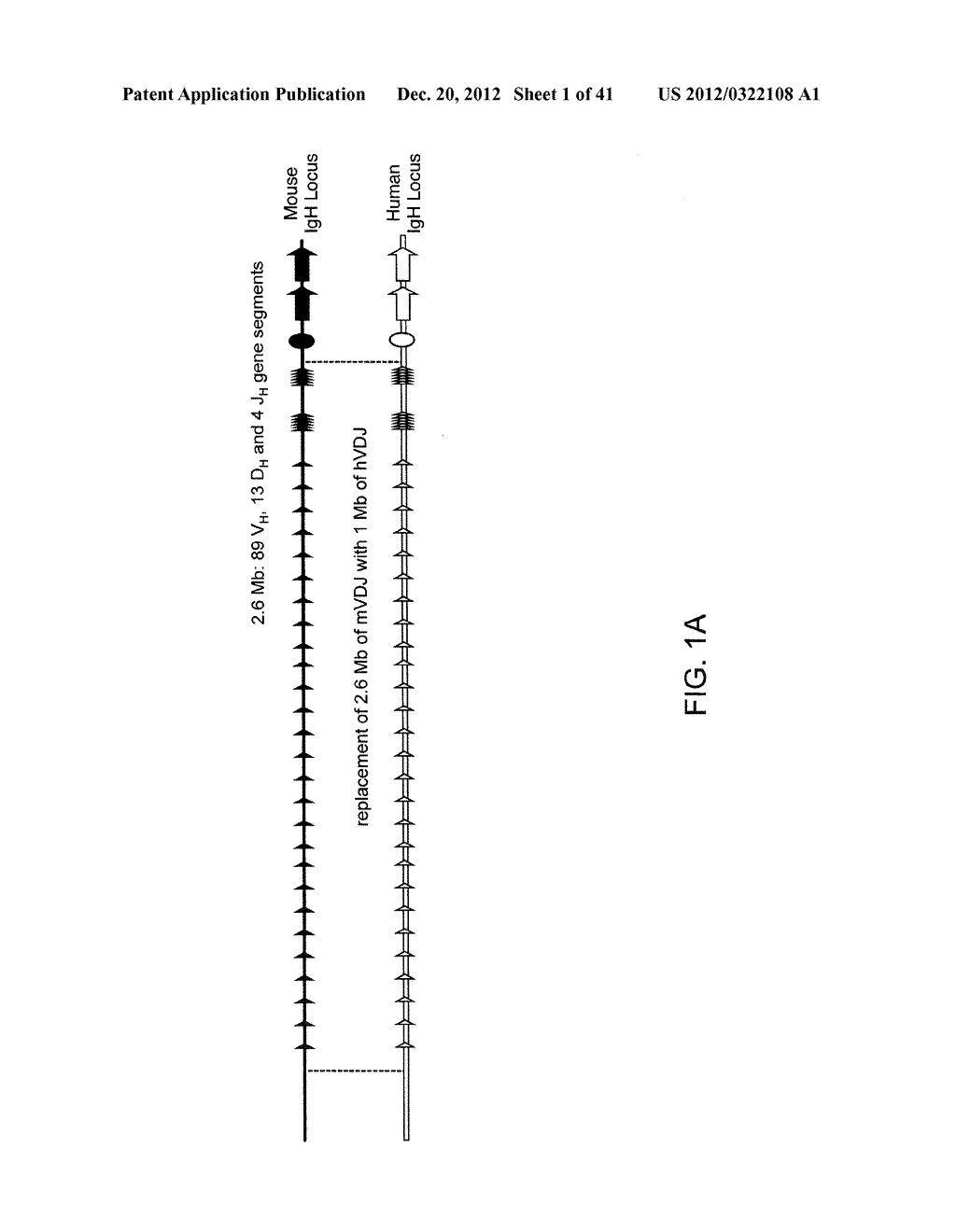 Adam6 Mice - diagram, schematic, and image 02