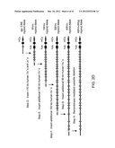 Adam6 Mice diagram and image