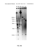 Adam6 Mice diagram and image