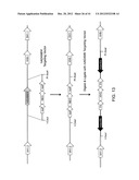 Adam6 Mice diagram and image