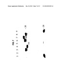 Covalent Joining of DNA Strands to RNA Strands Catalyzed by Vaccinia     Topoisomerase diagram and image