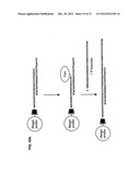 Covalent Joining of DNA Strands to RNA Strands Catalyzed by Vaccinia     Topoisomerase diagram and image