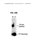 Covalent Joining of DNA Strands to RNA Strands Catalyzed by Vaccinia     Topoisomerase diagram and image