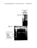 Covalent Joining of DNA Strands to RNA Strands Catalyzed by Vaccinia     Topoisomerase diagram and image