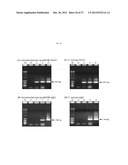 METHOD FOR TRANSFORMING STRAMENOPILES diagram and image