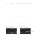 METHOD FOR TRANSFORMING STRAMENOPILES diagram and image